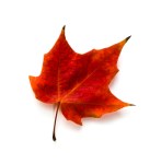maple leafSmall